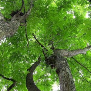 Chukrasia tabularis - Cedro Branco, Mogno Indiano, Sequoia Indiana, Amêndoa da Birmânia