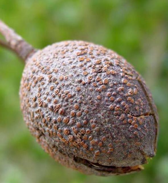 Chukrasia tabularis - Cedro Branco, Mogno Indiano, Sequoia Indiana, Amêndoa da Birmânia - Imagem 3