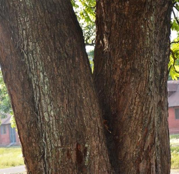 Chukrasia tabularis - Cedro Branco, Mogno Indiano, Sequoia Indiana, Amêndoa da Birmânia - Imagem 9