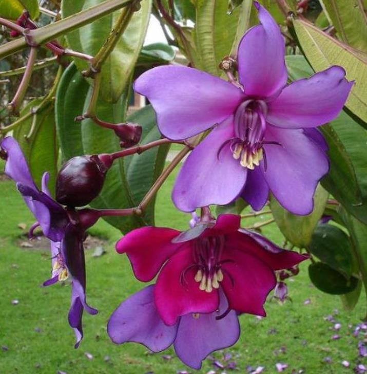 Meriania nobilis - Manacá Colombiano, Meriania, Amarrabollo, Amaraboyo - Imagem 3
