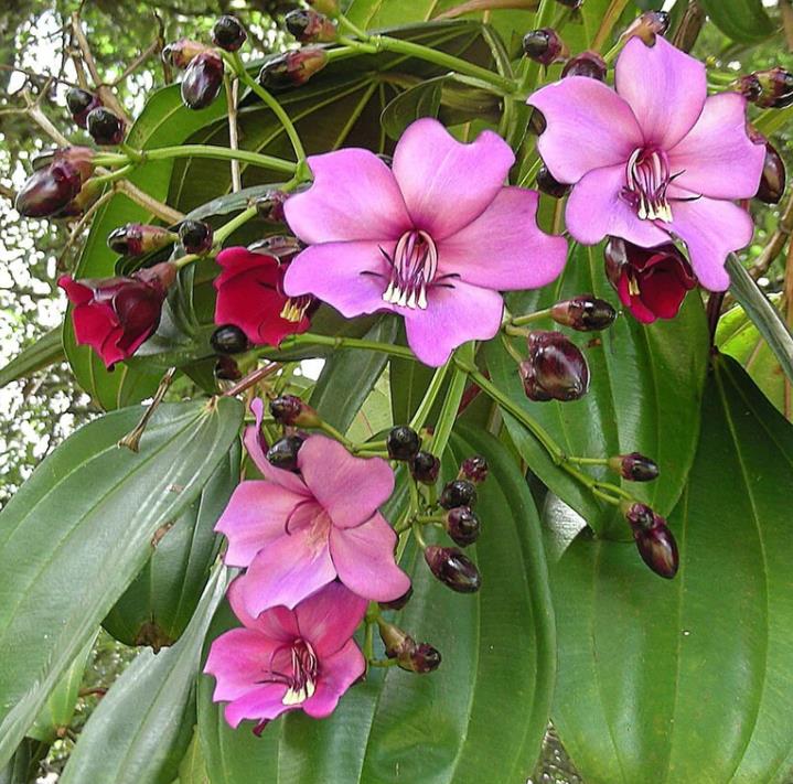 Meriania nobilis - Manacá Colombiano, Meriania, Amarrabollo, Amaraboyo - Imagem 4