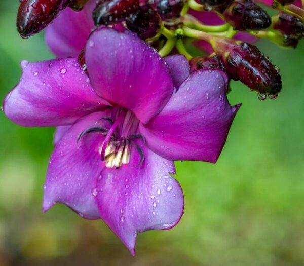 Meriania nobilis - Manacá Colombiano, Meriania, Amarrabollo, Amaraboyo - Imagem 7