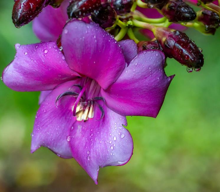 Meriania nobilis - Manacá Colombiano, Meriania, Amarrabollo, Amaraboyo - Imagem 7