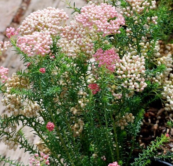 Ozothamnus diosmifolius - Flor de Arroz, Alecrim Selvagem, Arbusto de Sagu, Rice Flower - Imagem 4