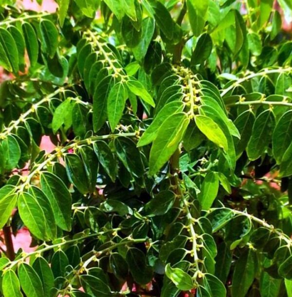 Sauropus androgynus - Groselha estrela, katuk, arbusto folha doce, aspargo tropical, aspargos de folha - Imagem 2