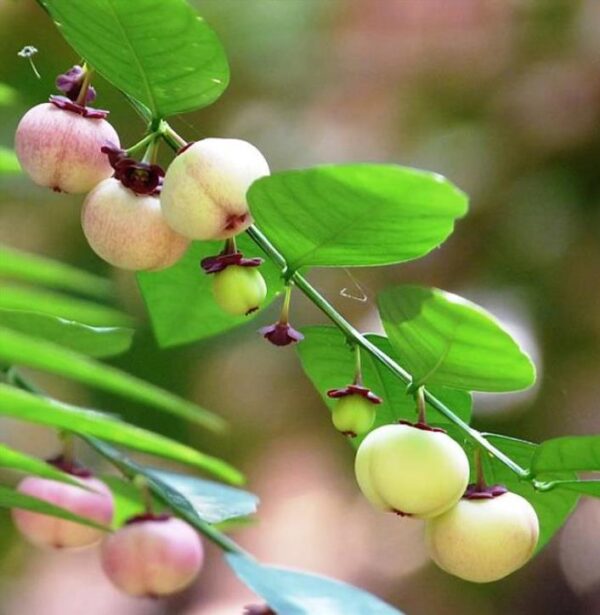 Sauropus androgynus - Groselha estrela, katuk, arbusto folha doce, aspargo tropical, aspargos de folha - Imagem 6