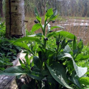 Symphytum officinale - Confrey, Consolida, Consolida Maior, Erva do Cardeal, Quebra Ossos, Larkspur