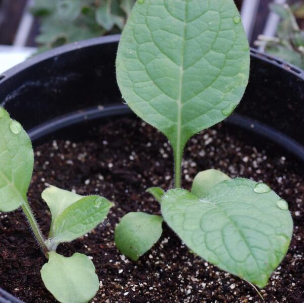 Symphytum officinale - Confrey, Consolida, Consolida Maior, Erva do Cardeal, Quebra Ossos, Larkspur - Imagem 8