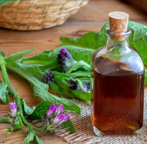 Symphytum officinale - Confrey, Consolida, Consolida Maior, Erva do Cardeal, Quebra Ossos, Larkspur - Imagem 9