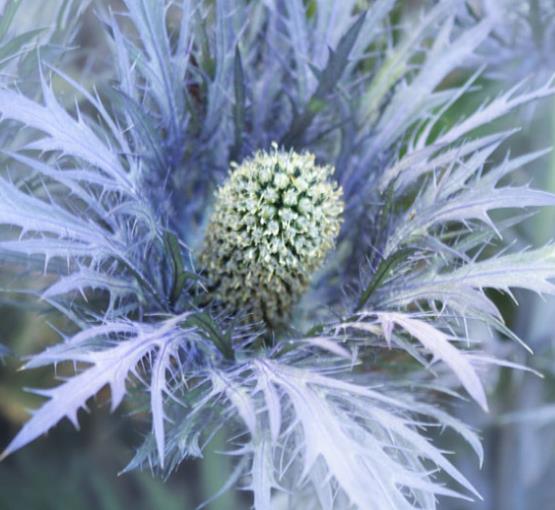 Eryngium alpinum superbum - Azevinho do mar, eringio soberbo, eringio esplêndido, blue sea holly - Imagem 2