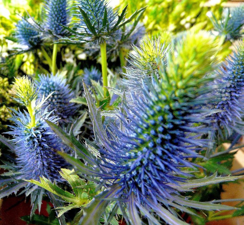 Eryngium alpinum superbum - Azevinho do mar, eringio soberbo, eringio esplêndido, blue sea holly - Imagem 4