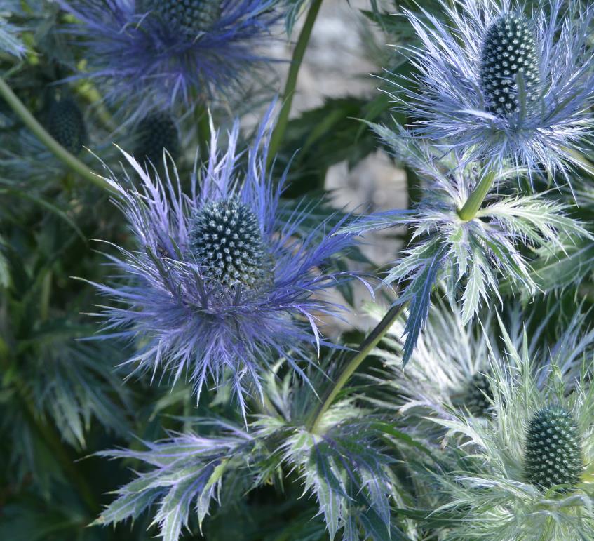 Eryngium alpinum superbum - Azevinho do mar, eringio soberbo, eringio esplêndido, blue sea holly - Imagem 5