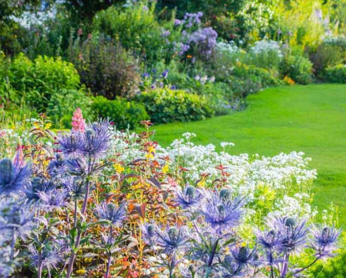 Eryngium alpinum superbum - Azevinho do mar, eringio soberbo, eringio esplêndido, blue sea holly - Imagem 6
