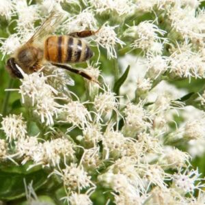Eupatorium perfoliatum - Boneset, Eupatório, Antimônio Vegetal, Suor Vegetal, Febre do Mar, Febre Beakbon