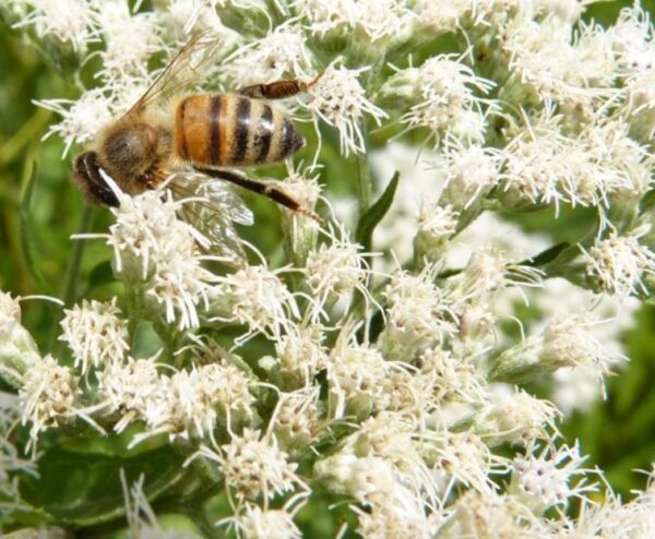 Eupatorium perfoliatum - Boneset, Eupatório, Antimônio Vegetal, Suor Vegetal, Febre do Mar, Febre Beakbon