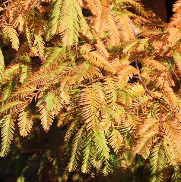Metasequoia glyptostroboides - Redwood alvorada, Sequóia-do-amanhecer - Imagem 7