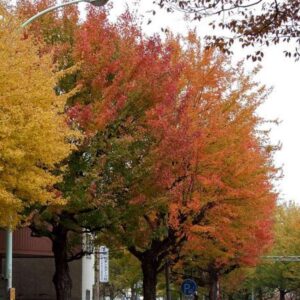 Acer buergeranum -  Maple Tridente, Maple