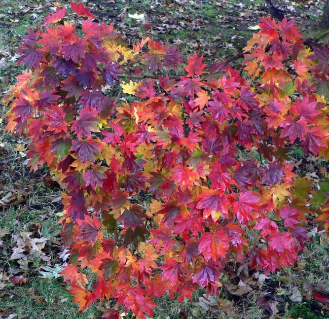 Acer pseudosieboldianum - Maple Purplebloom, Bordo Coreano - Imagem 2