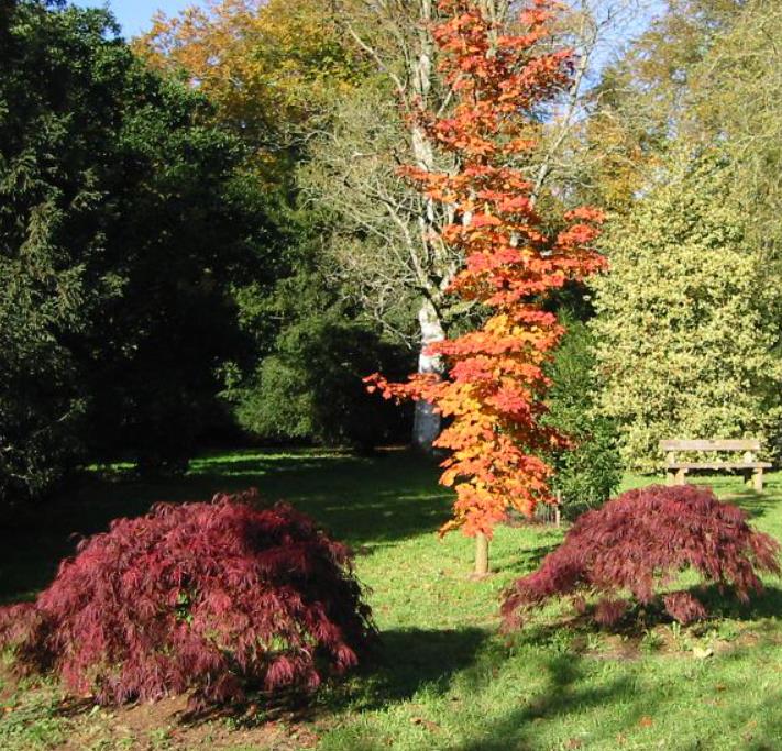 Acer pseudosieboldianum - Maple Purplebloom, Bordo Coreano - Imagem 3