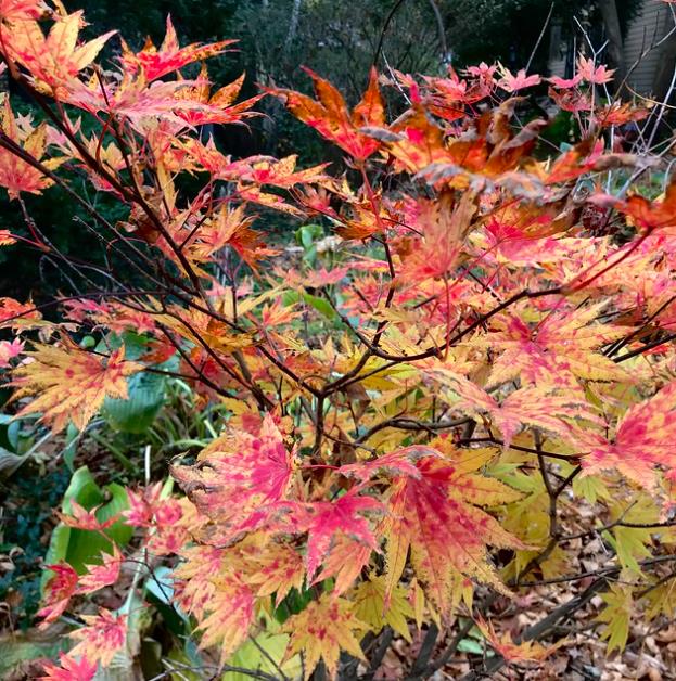 Acer pseudosieboldianum - Maple Purplebloom, Bordo Coreano - Imagem 4