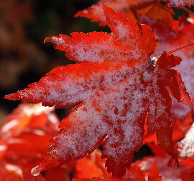 Acer pseudosieboldianum - Maple Purplebloom, Bordo Coreano - Imagem 5