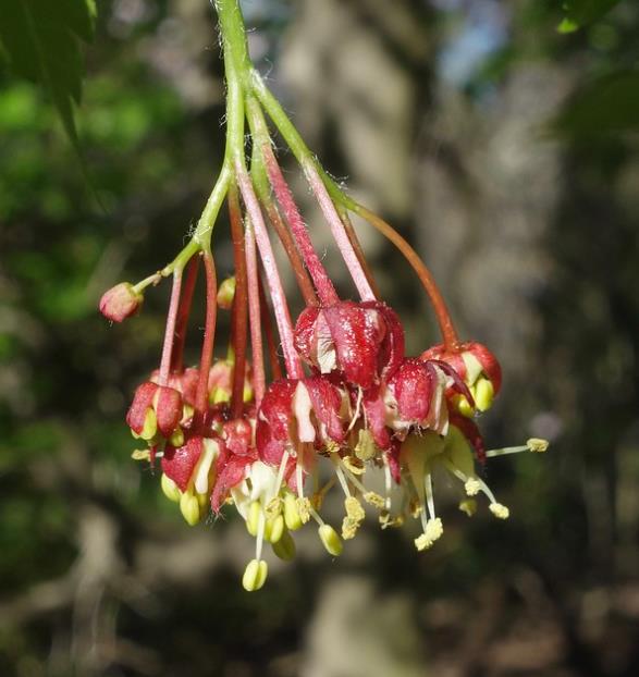 Acer pseudosieboldianum - Maple Purplebloom, Bordo Coreano - Imagem 6