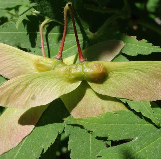 Acer pseudosieboldianum - Maple Purplebloom, Bordo Coreano - Imagem 7