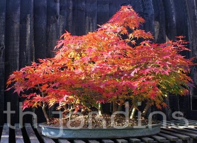 Acer pseudosieboldianum - Maple Purplebloom, Bordo Coreano - Imagem 9