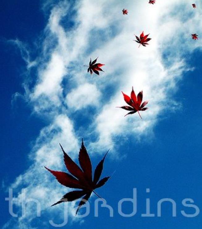 Acer pseudosieboldianum - Maple Purplebloom, Bordo Coreano - Imagem 10