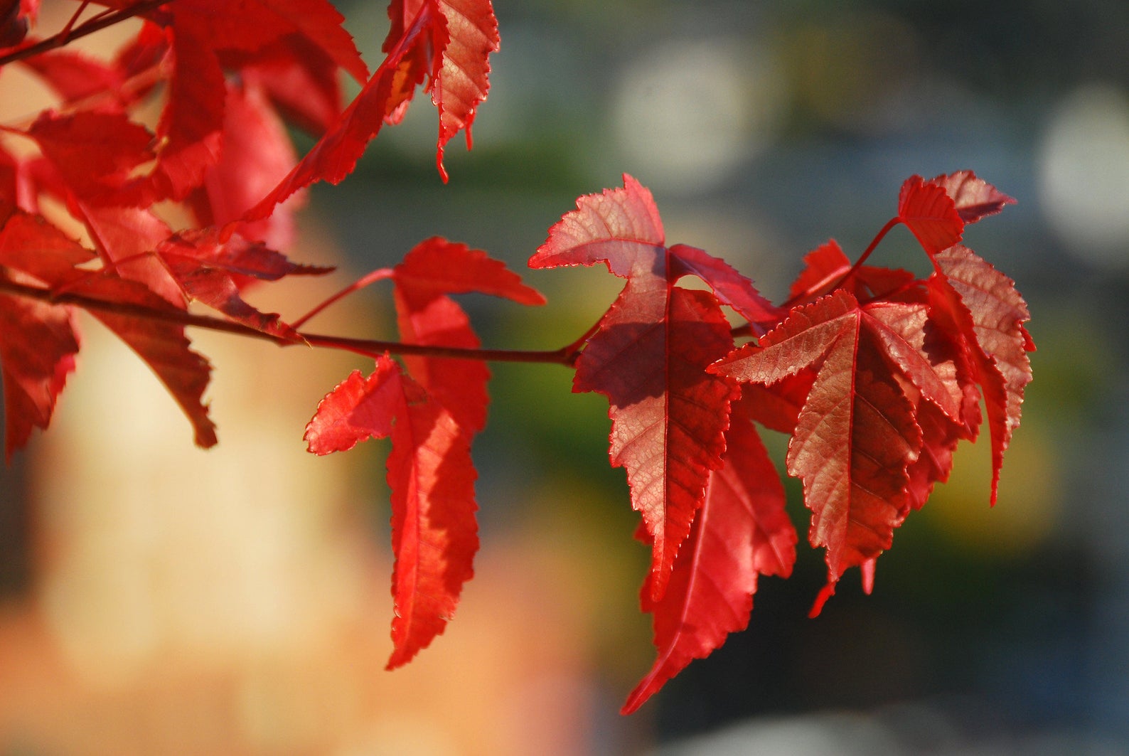 Acer tataricum ssp Ginnala - Amur maple, Acer ginnala - Imagem 4