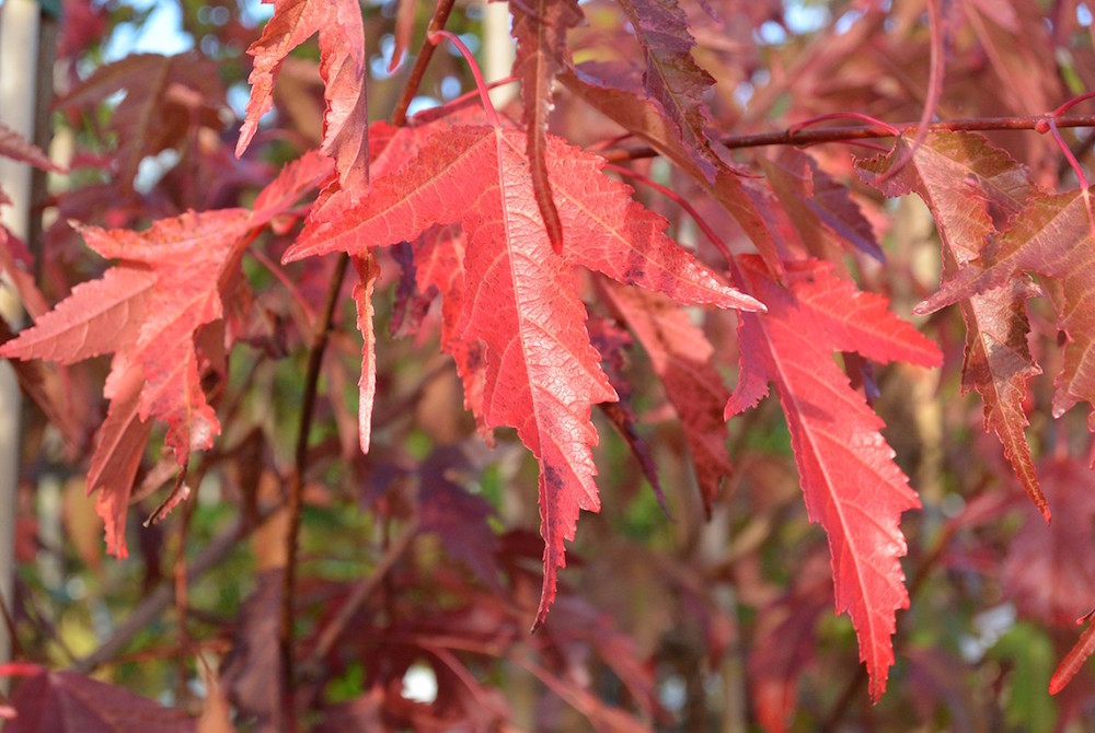 Acer tataricum ssp Ginnala - Amur maple, Acer ginnala - Imagem 7