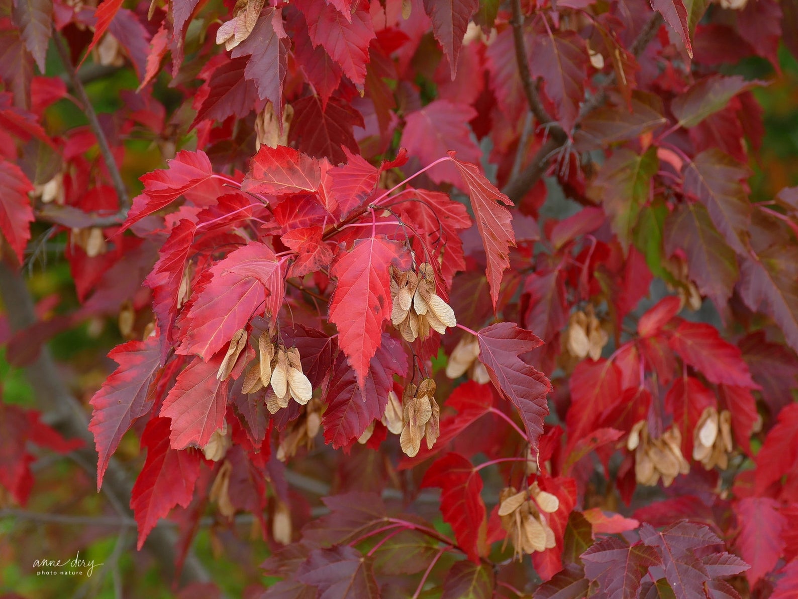 Acer tataricum ssp Ginnala - Amur maple, Acer ginnala - Imagem 8