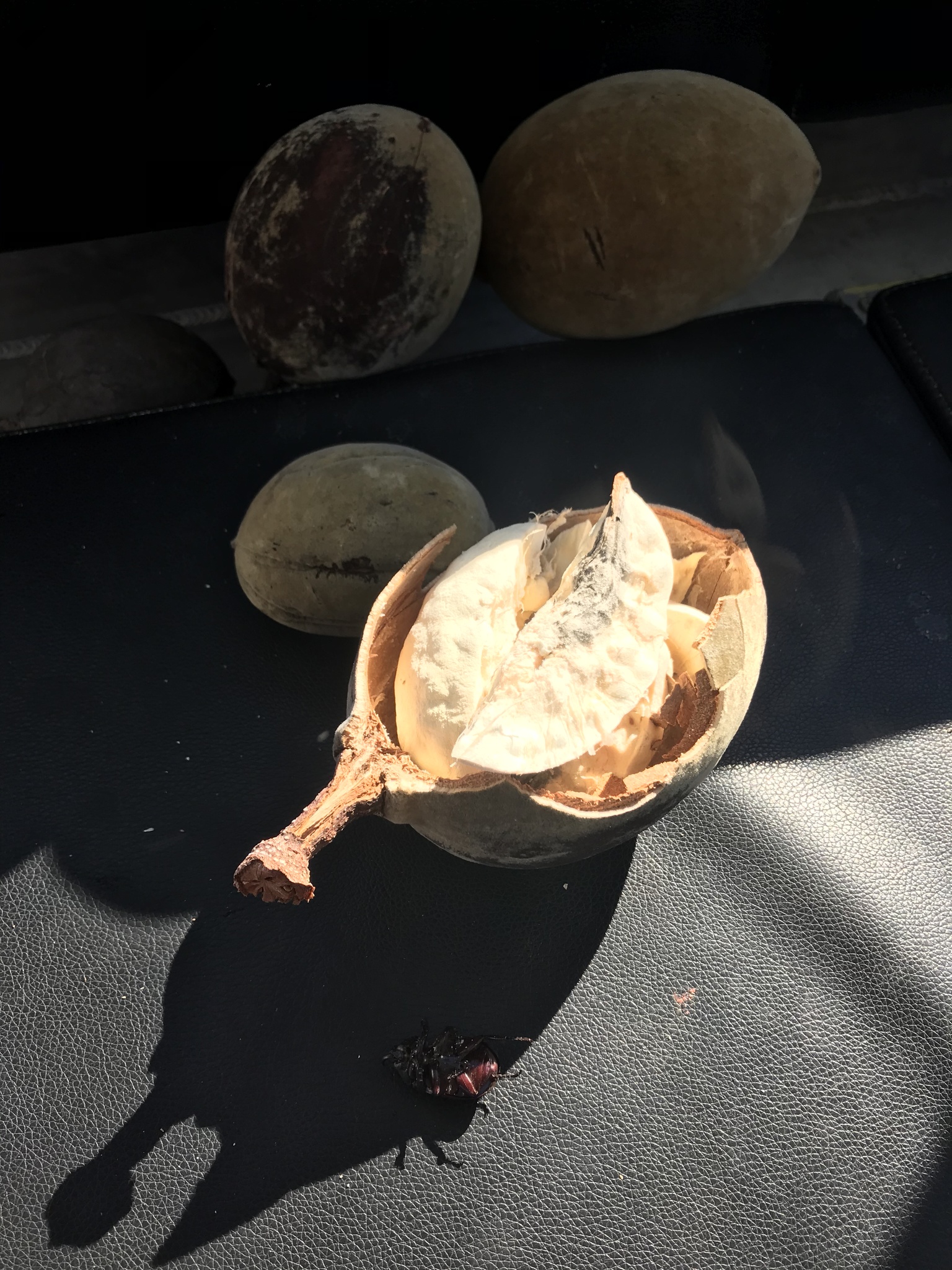 Adansonia gregorii - Baobá da Austrália, baobá de Kimberly - Imagem 4