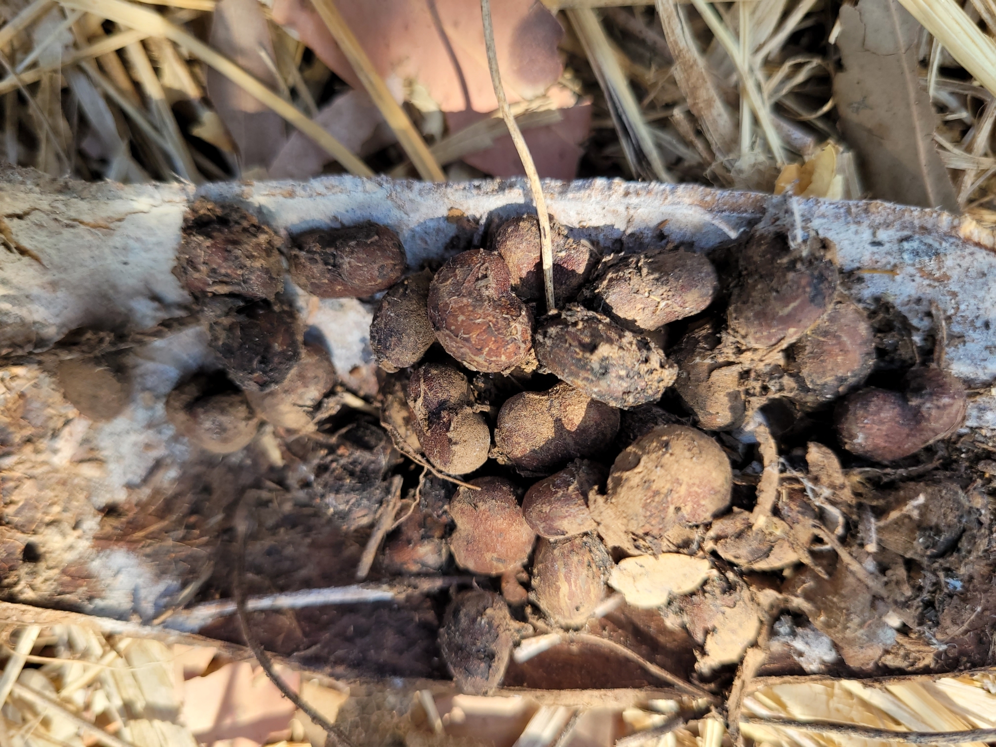 Adansonia gregorii - Baobá da Austrália, baobá de Kimberly - Imagem 5