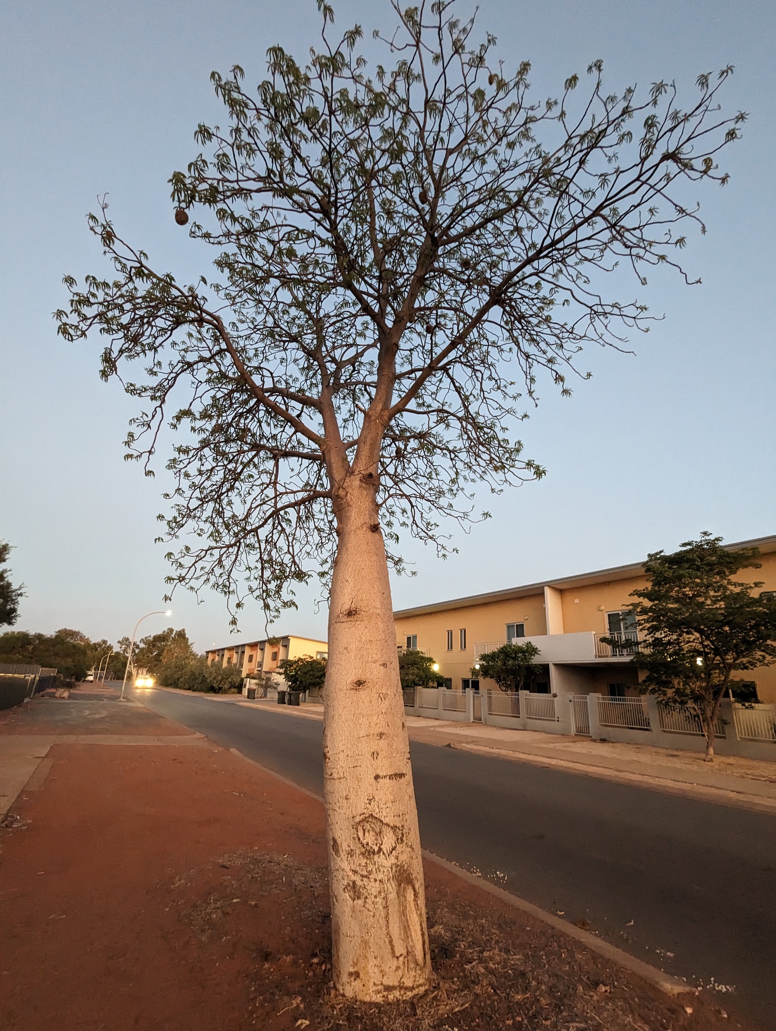 Adansonia gregorii - Baobá da Austrália, baobá de Kimberly - Imagem 6
