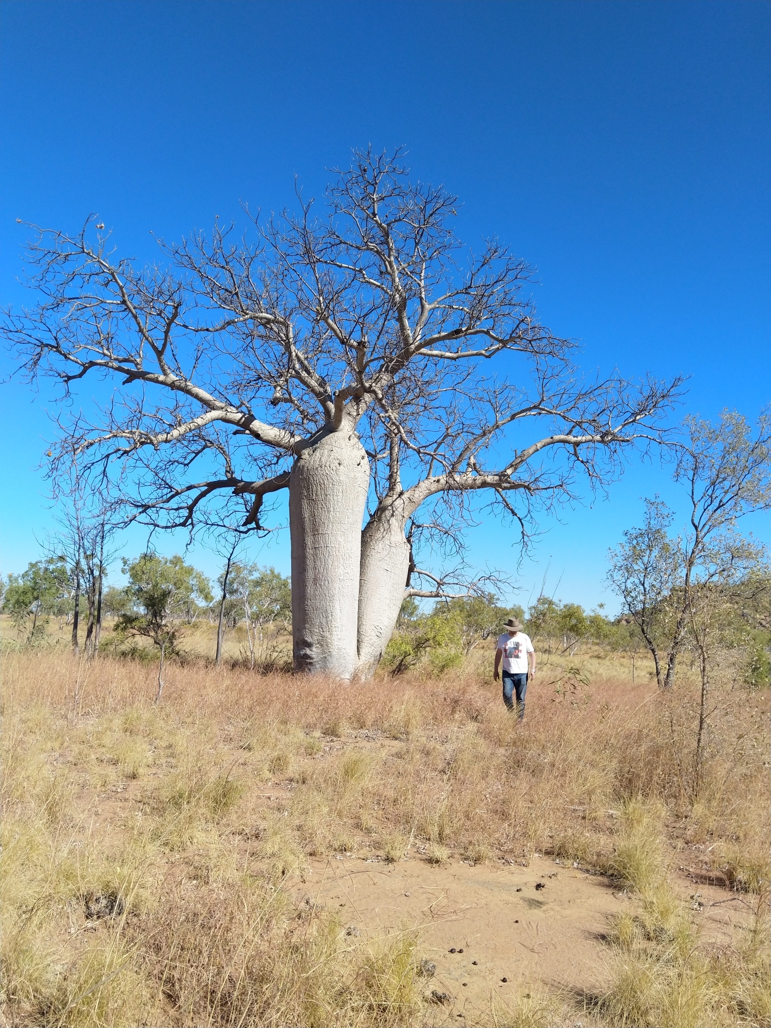 Adansonia gregorii - Baobá da Austrália, baobá de Kimberly - Imagem 8
