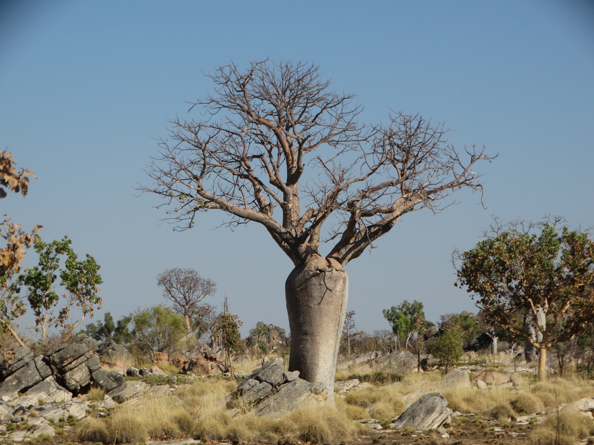 Adansonia gregorii - Baobá da Austrália, baobá de Kimberly - Imagem 10