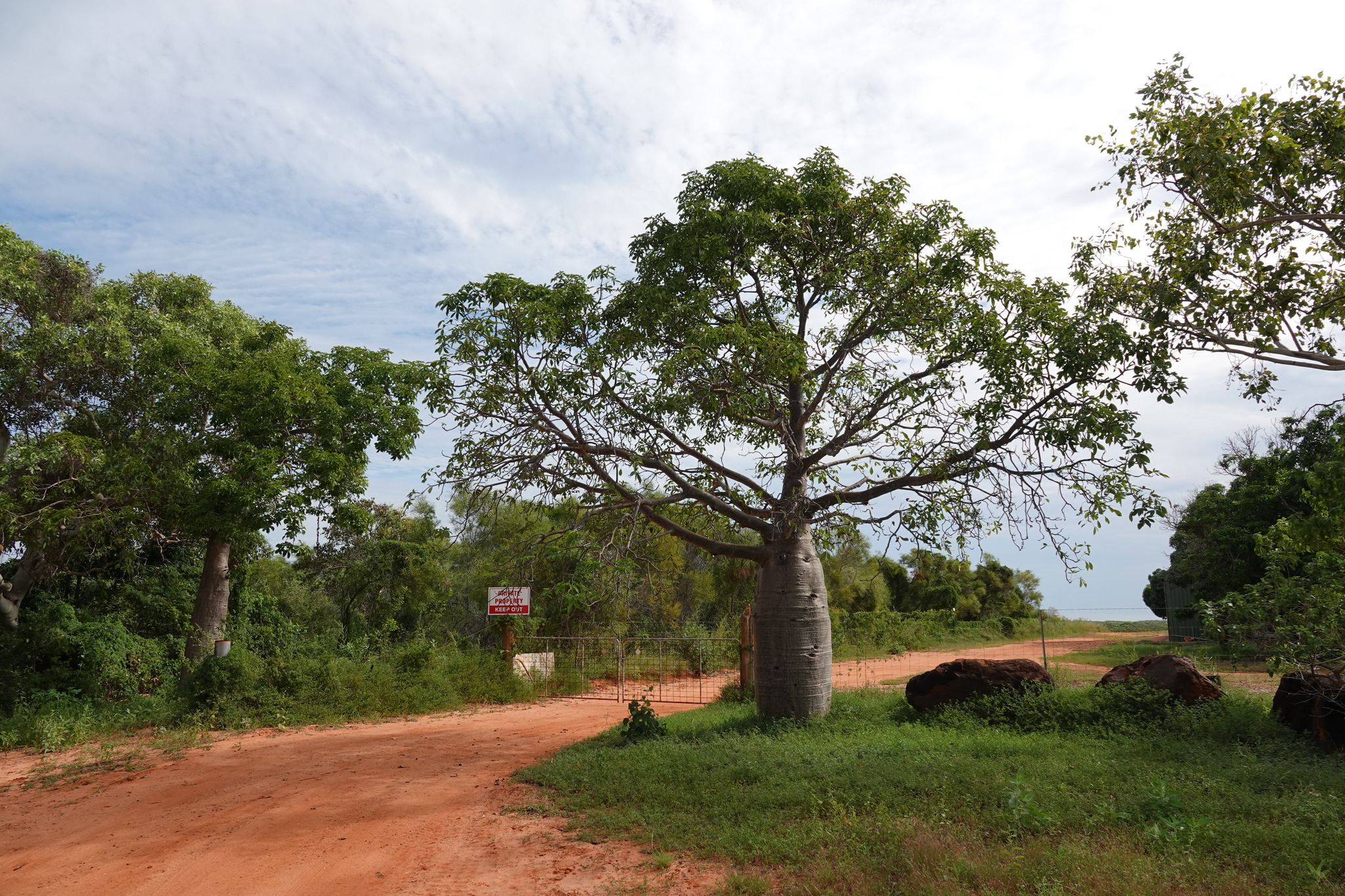 Adansonia gregorii - Baobá da Austrália, baobá de Kimberly - Imagem 11