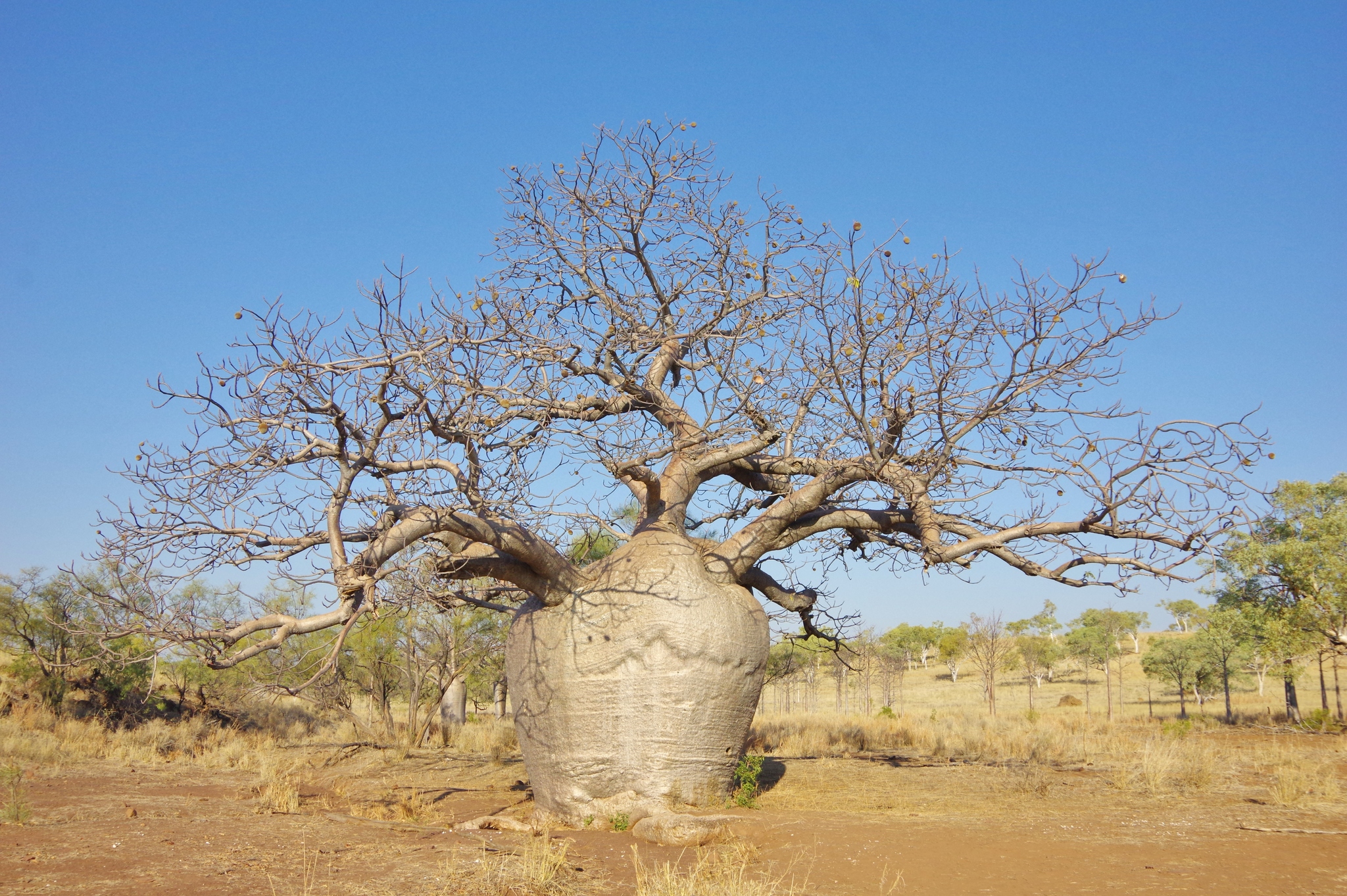 Adansonia gregorii - Baobá da Austrália, baobá de Kimberly - Imagem 12