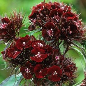 Dianthus barbatus Oeschberg - Flor Divina Oeschberg, Cravo Barbudo, Rosa Oeschberg, Cravina Oeschberg