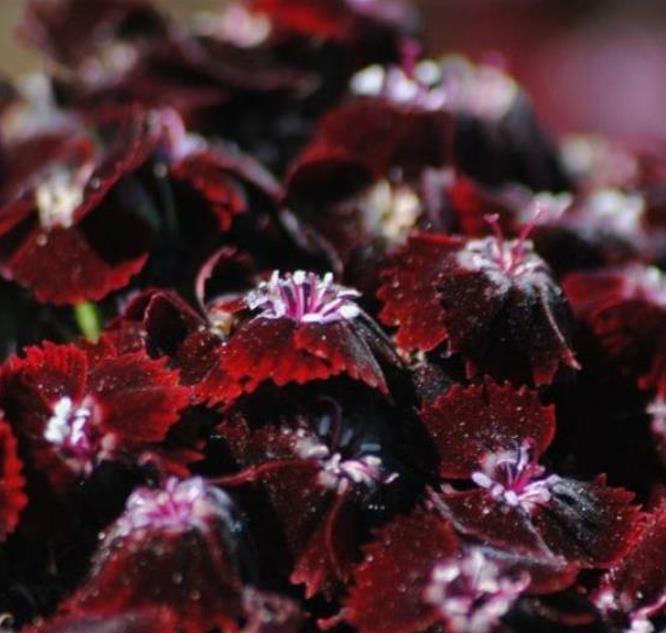 Dianthus barbatus Oeschberg - Flor Divina Oeschberg, Cravo Barbudo, Rosa Oeschberg, Cravina Oeschberg - Imagem 2