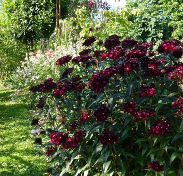 Dianthus barbatus Oeschberg - Flor Divina Oeschberg, Cravo Barbudo, Rosa Oeschberg, Cravina Oeschberg - Imagem 3
