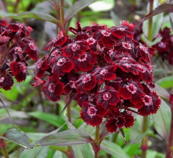 Dianthus barbatus Oeschberg - Flor Divina Oeschberg, Cravo Barbudo, Rosa Oeschberg, Cravina Oeschberg - Imagem 4