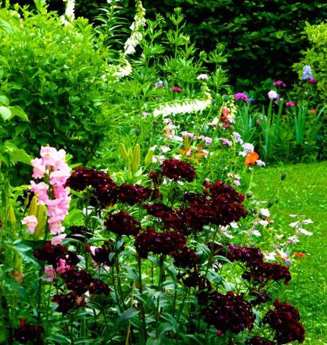 Dianthus barbatus Oeschberg - Flor Divina Oeschberg, Cravo Barbudo, Rosa Oeschberg, Cravina Oeschberg - Imagem 5