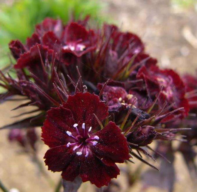 Dianthus barbatus Oeschberg - Flor Divina Oeschberg, Cravo Barbudo, Rosa Oeschberg, Cravina Oeschberg - Imagem 6