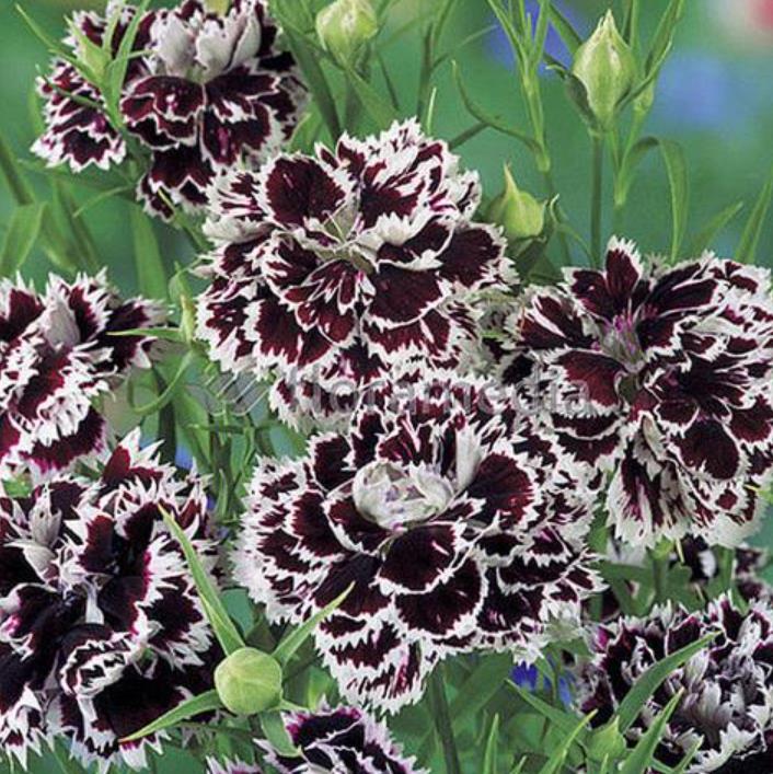 Dianthus chinensis Heddewigii Black and White Minstrels - Cravo 'Menestrel Preto E Branco', Rosa Chinesa, Rosa Indiana, Cravo da Índia