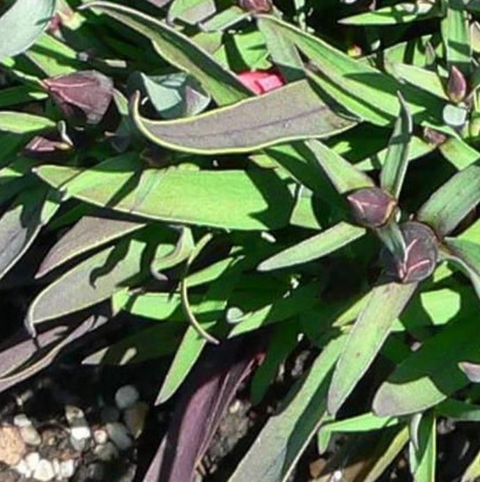 Dianthus chinensis Heddewigii Black and White Minstrels - Cravo 'Menestrel Preto E Branco', Rosa Chinesa, Rosa Indiana, Cravo da Índia - Imagem 2