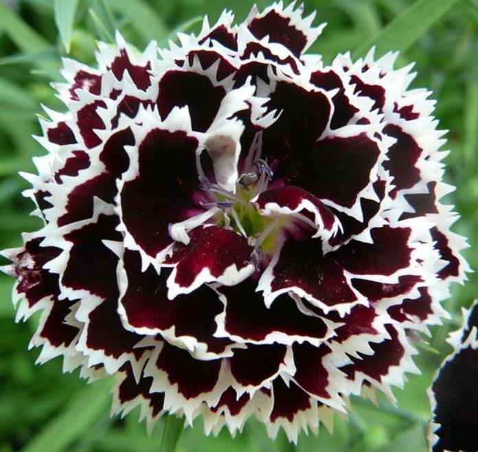 Dianthus chinensis Heddewigii Black and White Minstrels - Cravo 'Menestrel Preto E Branco', Rosa Chinesa, Rosa Indiana, Cravo da Índia - Imagem 3