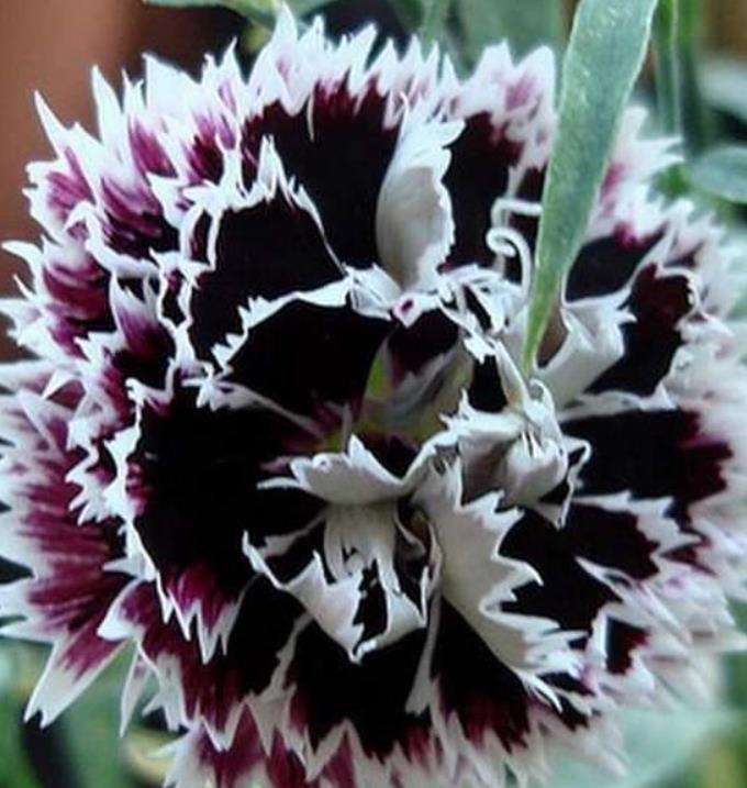 Dianthus chinensis Heddewigii Black and White Minstrels - Cravo 'Menestrel Preto E Branco', Rosa Chinesa, Rosa Indiana, Cravo da Índia - Imagem 5