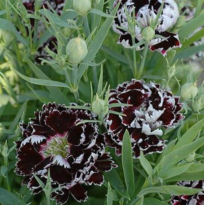 Dianthus chinensis Heddewigii Black and White Minstrels - Cravo 'Menestrel Preto E Branco', Rosa Chinesa, Rosa Indiana, Cravo da Índia - Imagem 6